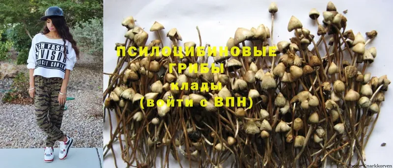 Псилоцибиновые грибы Psilocybine cubensis  Галич 